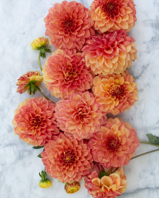 A cluster of dahlia flowers in shades of orange, coral, and yellow, arranged on a white marble surface.