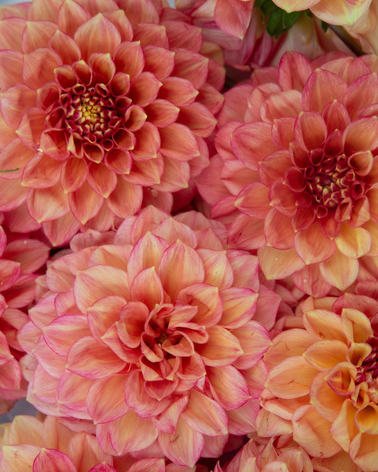 A close-up of blooming dahlia flowers in shades of pink, peach, and orange with yellow centers.