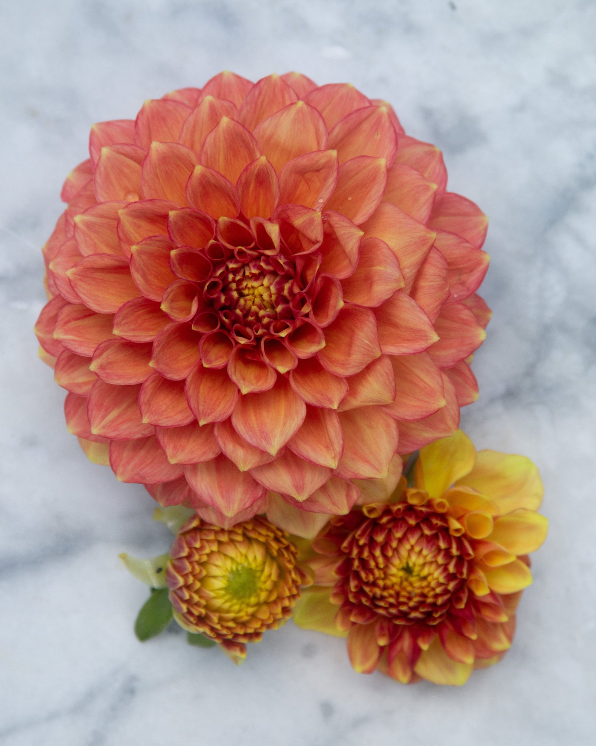 Three dahlia flowers in shades of orange, red, and yellow arranged on a light gray marble surface.