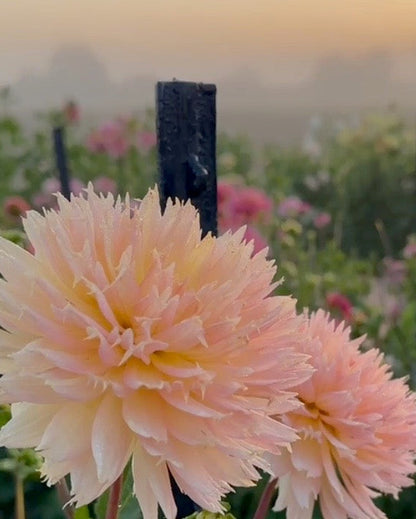 Close-up of two pale peach-pink dahlia flowers in a garden field with a blurred background of green foliage and soft warm light.