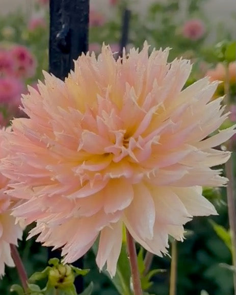 A close-up of a pale peach-pink dahlia flower with ruffled petals, photographed outdoors in a garden with blurred green foliage and other flowers in the background.