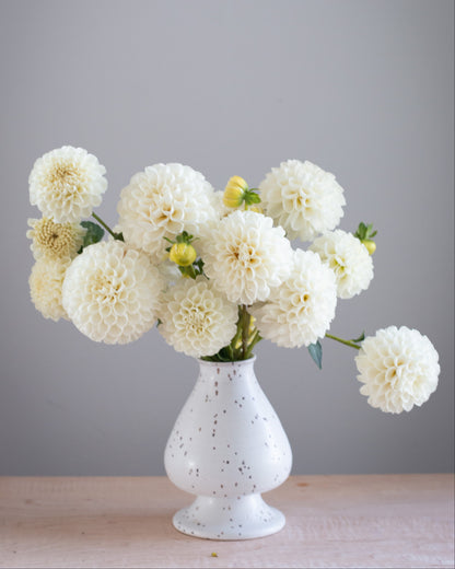 A bouquet of large white dahlia flowers with a few small yellow buds, arranged in a speckled white ceramic vase on a light wooden surface against a plain gray background.