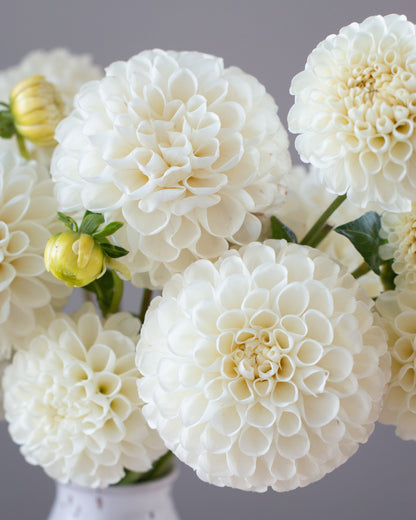 A close-up of large white dahlia flowers arranged in a white speckled vase against a soft gray background.