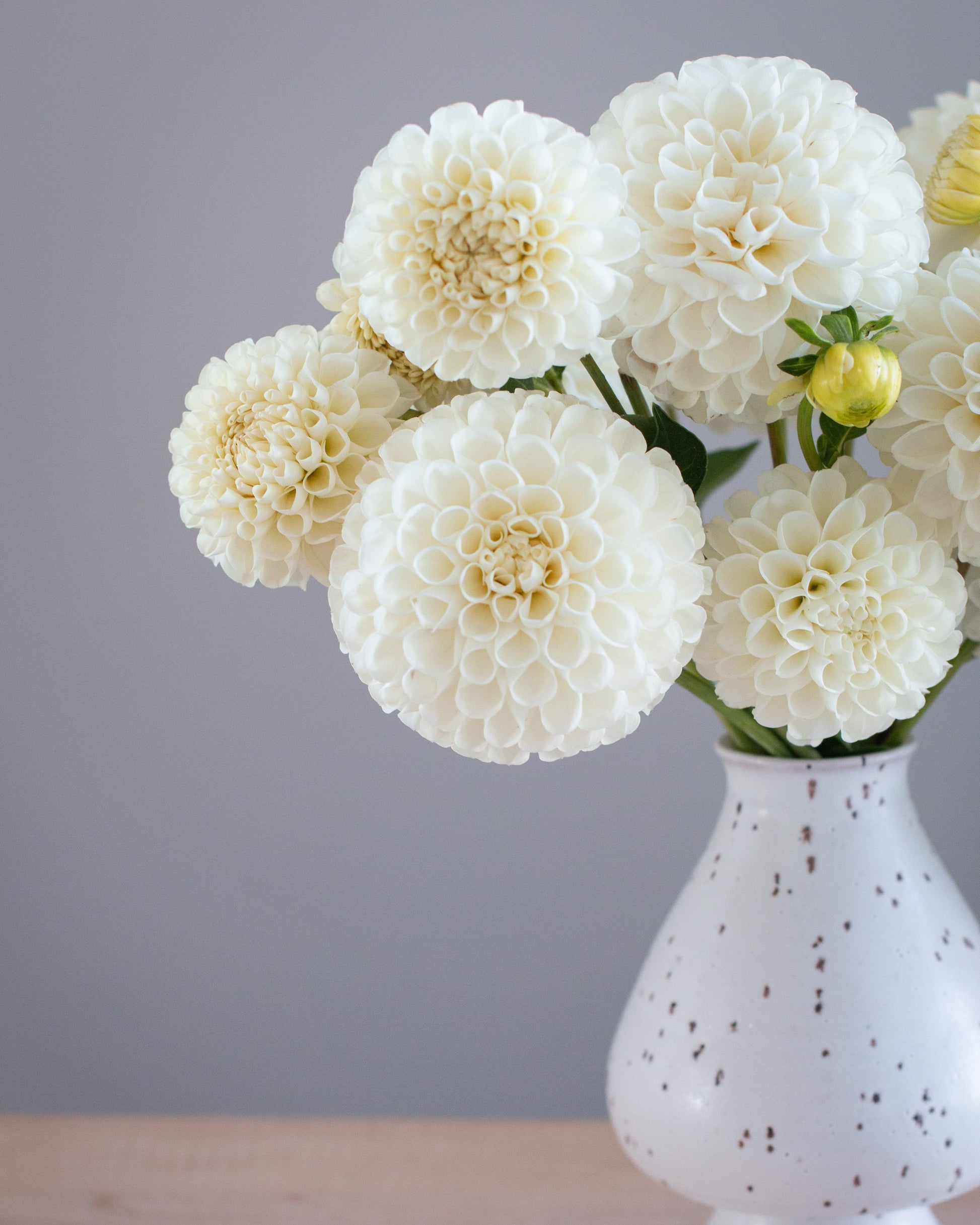 A bouquet of large cream-white dahlias arranged in a speckled white ceramic vase on a light wood surface against a soft gray background.