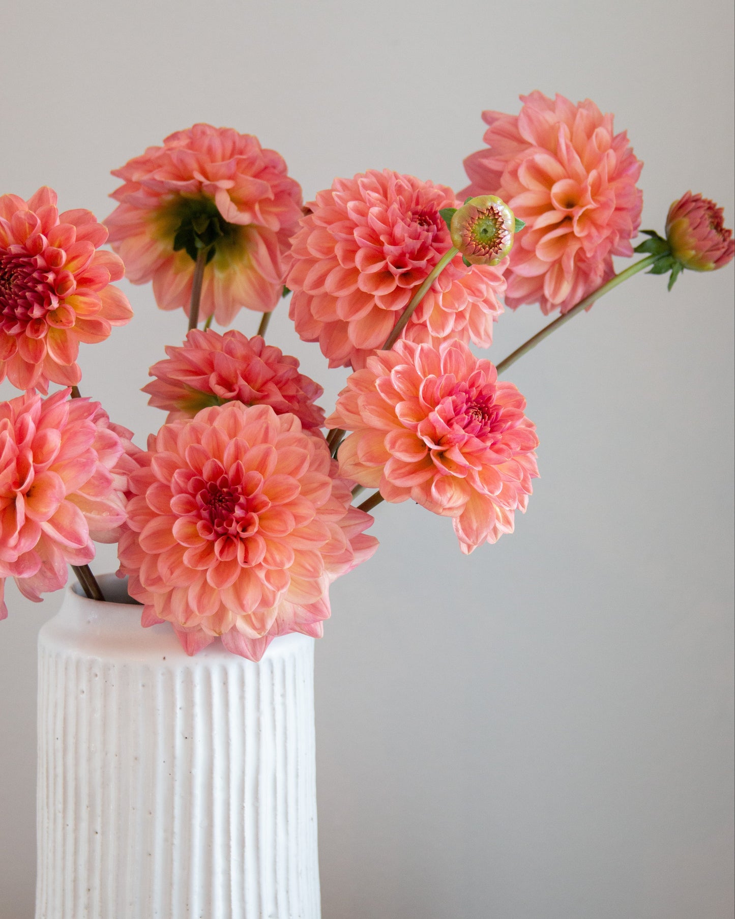 Pink dahlia flowers arranged in a white ribbed ceramic vase on a dark wooden surface against a light gray wall.