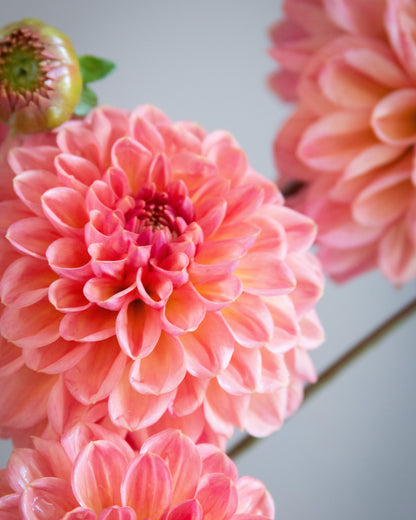 Close-up of pink dahlia flowers with layered petals and a soft gray background.