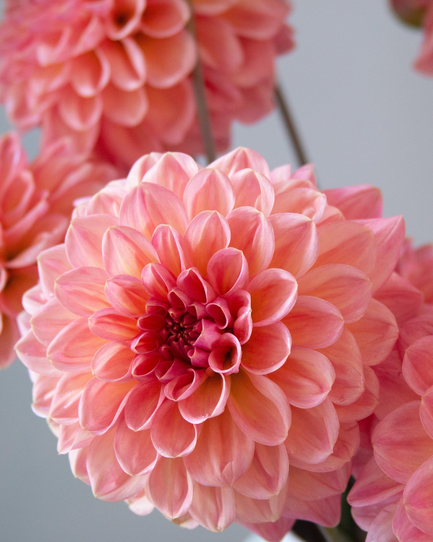 Close-up of several pink dahlia flowers with layered petals against a soft light gray background.