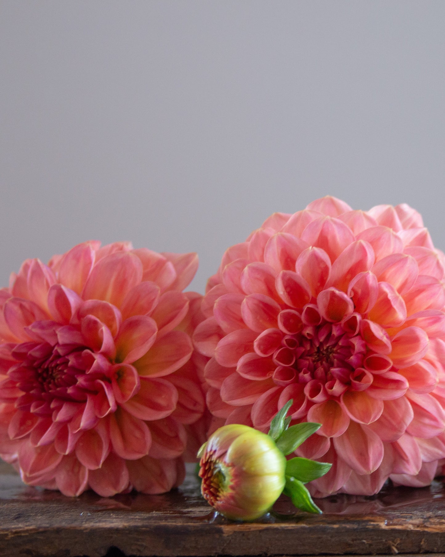 A cluster of pink dahlia flowers arranged on a rustic wooden surface against a soft gray background.