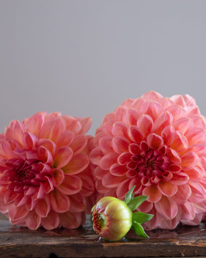 A cluster of pink dahlia flowers arranged on a rustic wooden surface against a soft gray background.