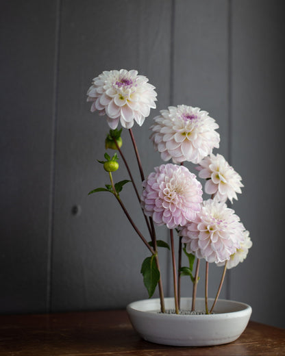 A bouquet of pale pink and white dahlia flowers with green stems, arranged in a small white oval dish on a wooden surface against a dark gray paneled wall.