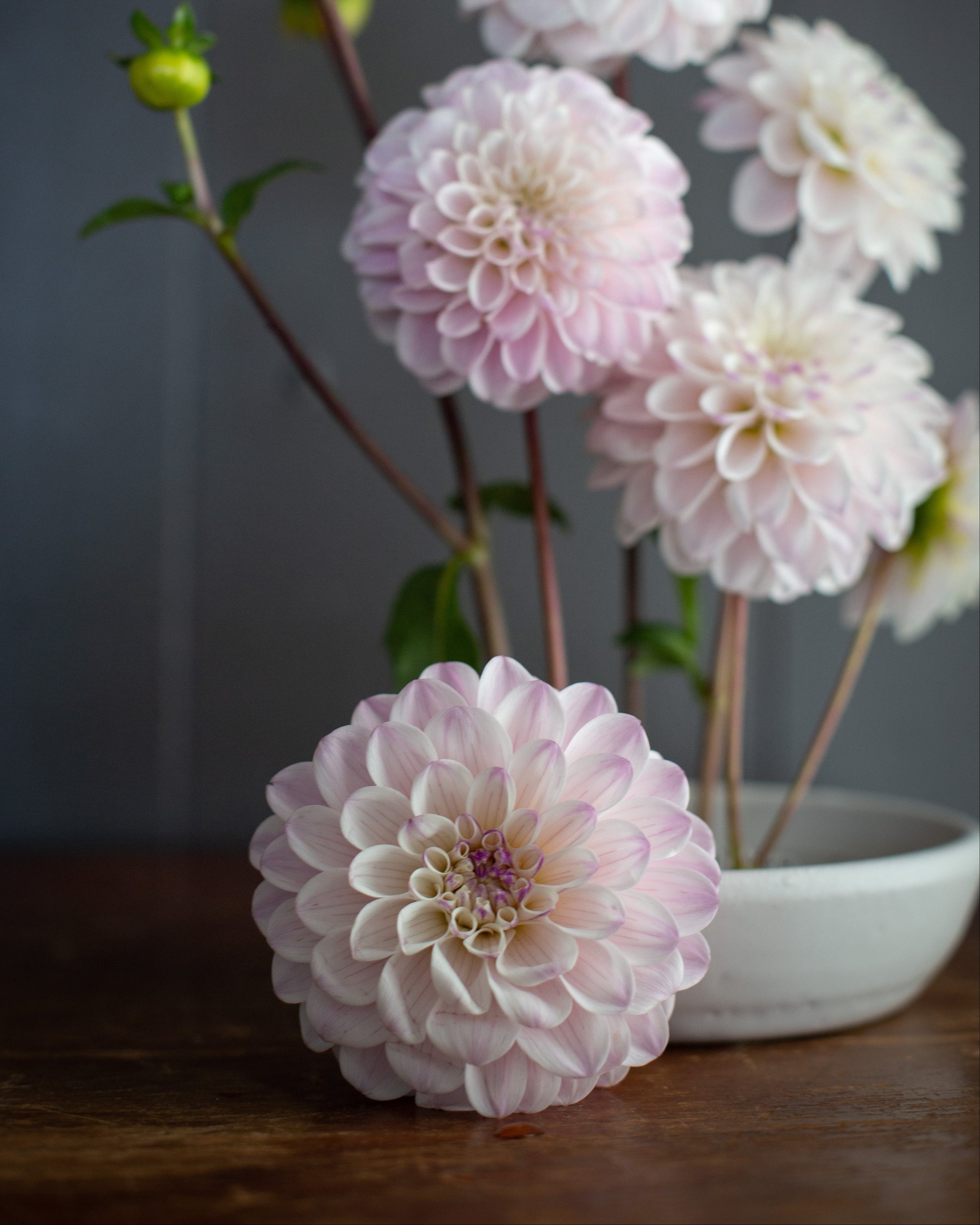 Light pink and white dahlia flowers arranged in a white ceramic bowl on a dark wooden surface against a dark gray background.