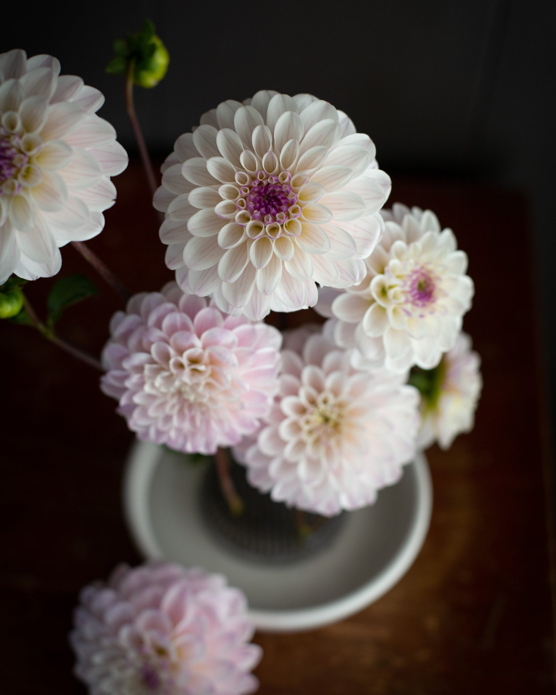 A bouquet of white and pale pink dahlia flowers with purple centers arranged in a white bowl on a dark wooden surface against a dark background.