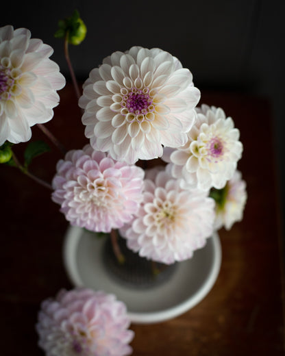 A bouquet of white and pale pink dahlia flowers with purple centers arranged in a white bowl on a dark wooden surface against a dark background.