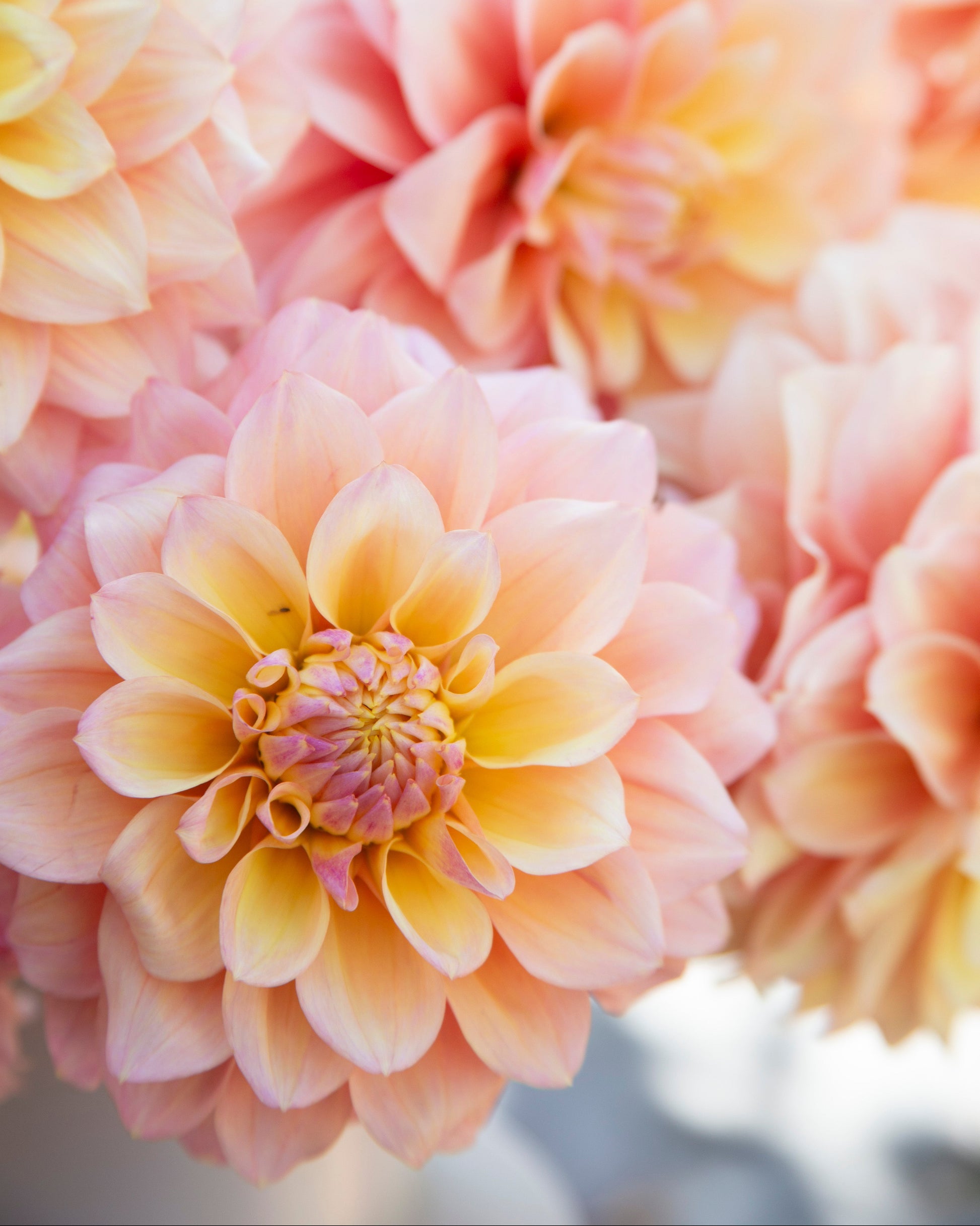 Close-up of soft pink and pale yellow dahlia flowers in full bloom, with a shallow depth of field and a bright blurred background.