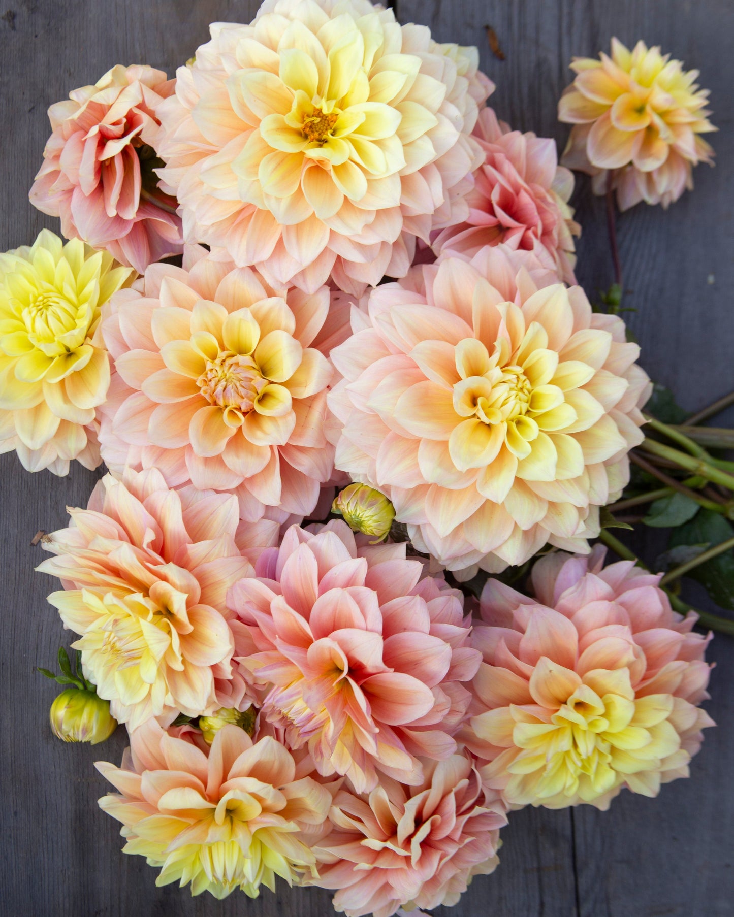 A cluster of large dahlia flowers in soft peach, pink, and pale yellow tones, arranged on a dark weathered wood surface.