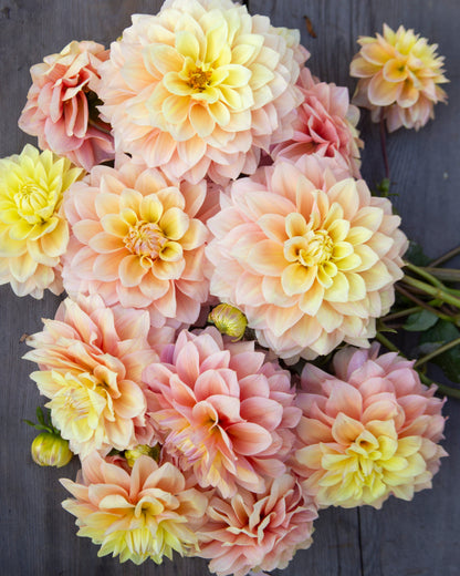 A cluster of large dahlia flowers in soft peach, pink, and pale yellow tones, arranged on a dark weathered wood surface.