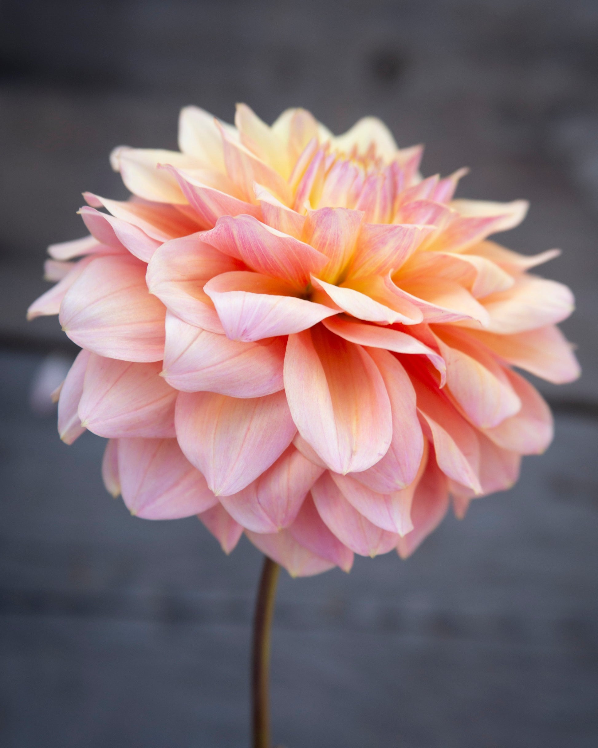A single pale pink and cream dahlia flower on a dark gray wooden background.