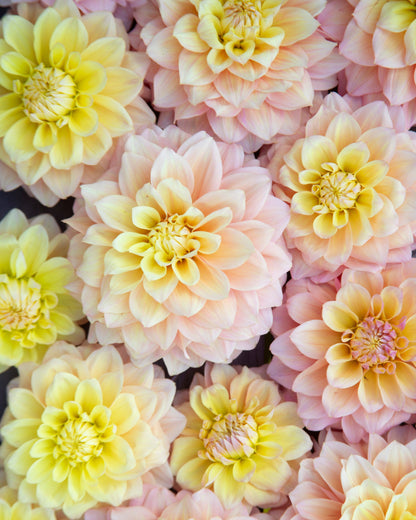 A close-up, top-down view of blooming dahlia flowers in soft pastel shades of pink and pale yellow, filling the entire frame.