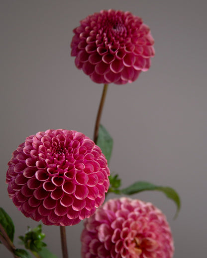 Three pink dahlia flowers with green leaves on dark stems, photographed against a plain gray background.