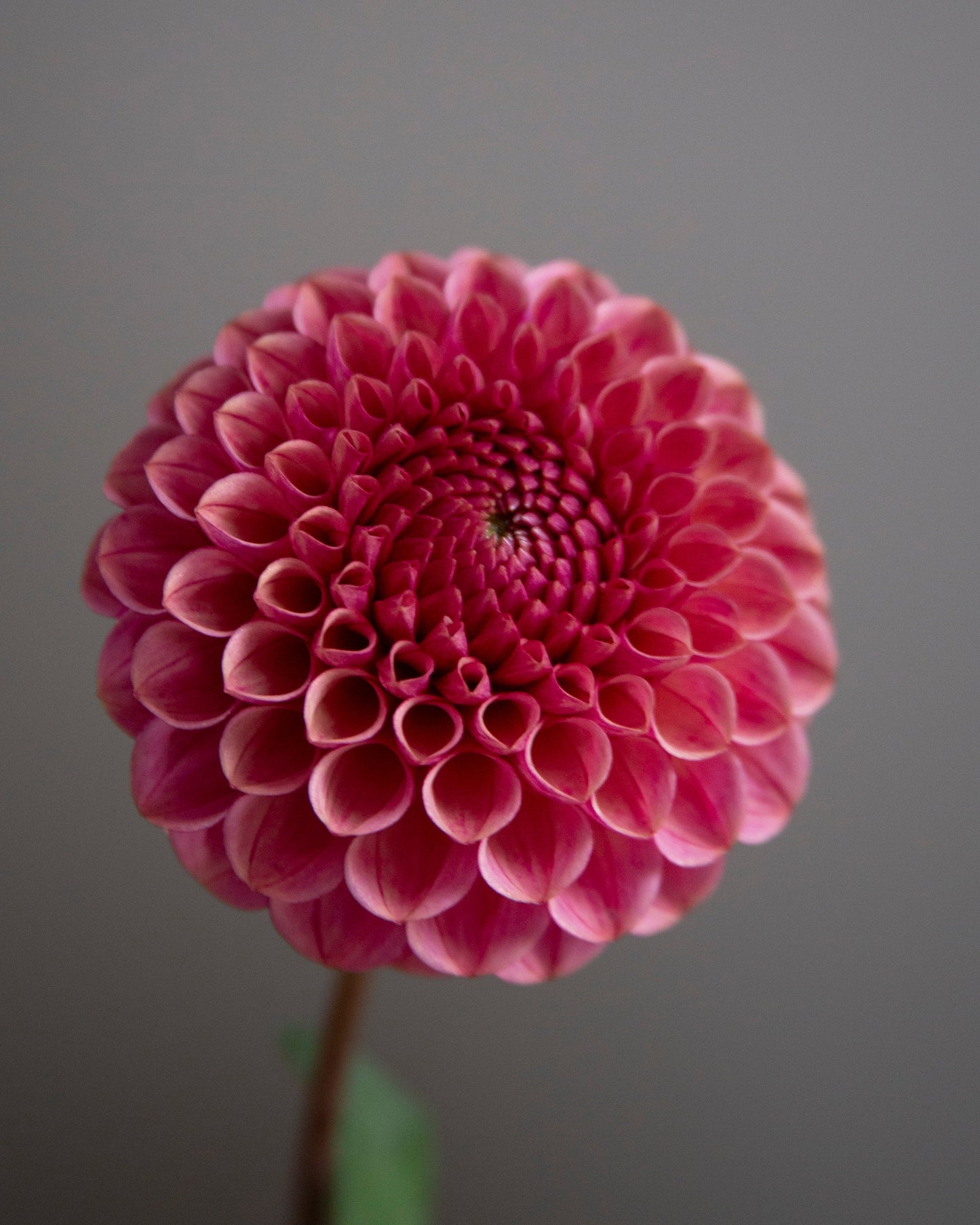 A single blooming dahlia flower in a deep pinkish-red color with green leaves, set against a solid dark gray background.