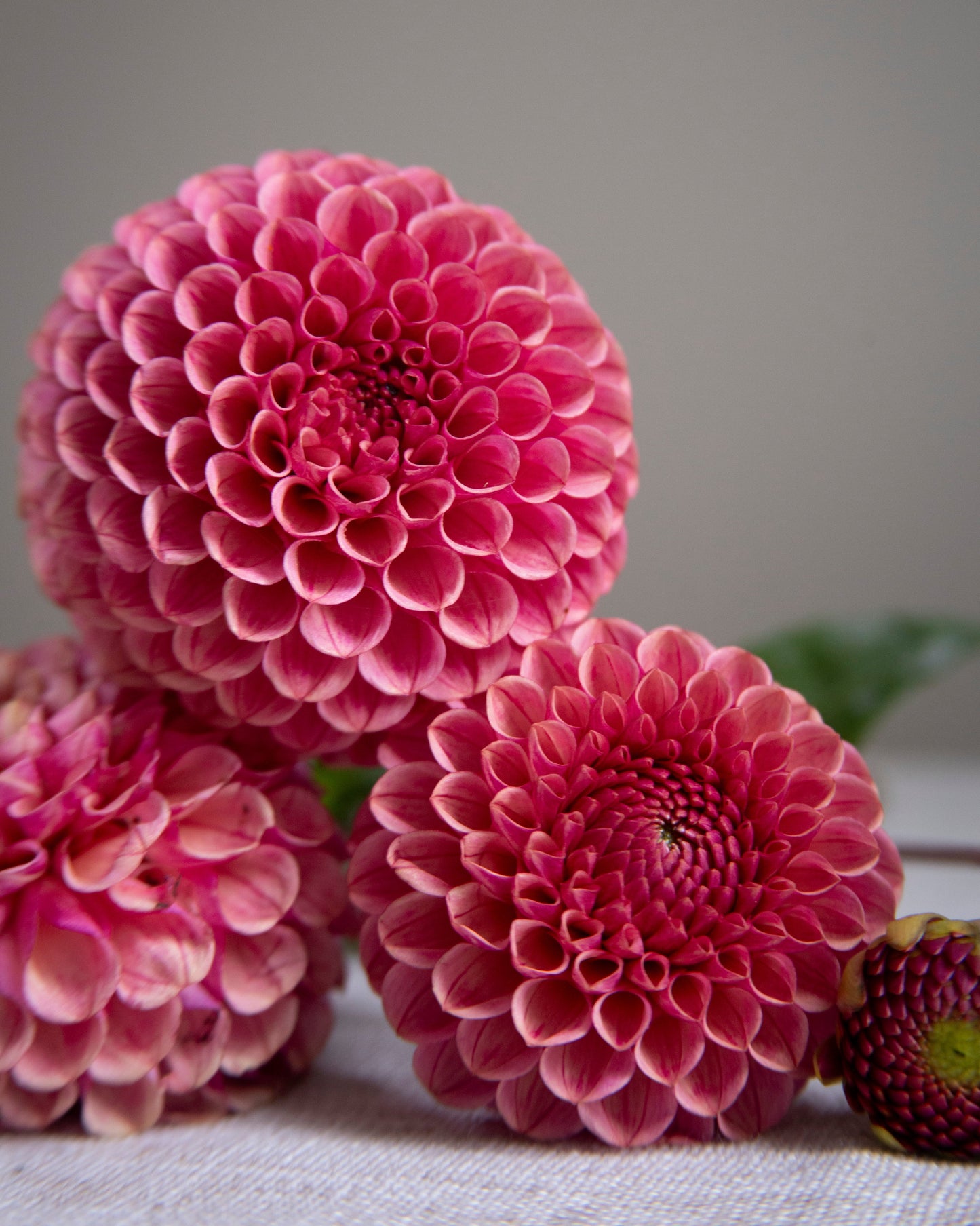 Three blooming pink dahlia flowers arranged on a light fabric surface against a soft gray background.
