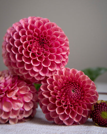 Three blooming pink dahlia flowers arranged on a light fabric surface against a soft gray background.