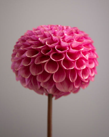 A single pink dahlia flower head on a thin stem, photographed against a plain light gray background.