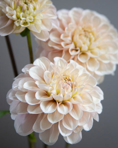 Three pale blush dahlia flowers with soft cream centers and green stems, photographed close up against a smooth dark gray background.