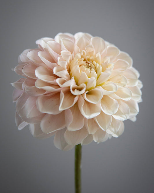 A single pale blush peach dahlia flower with layered ruffled petals on a green stem, set against a smooth dark gray background.