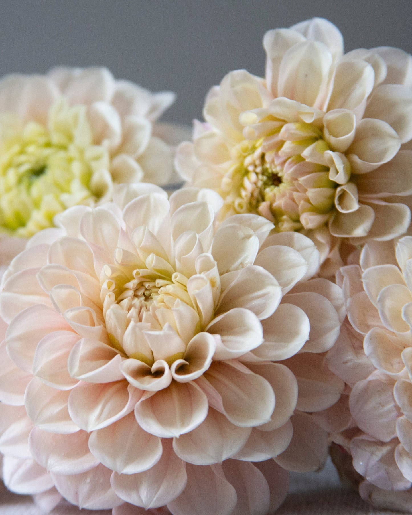 A close-up of several large pale peach and cream dahlia flowers with soft layered petals, photographed against a smooth gray background.