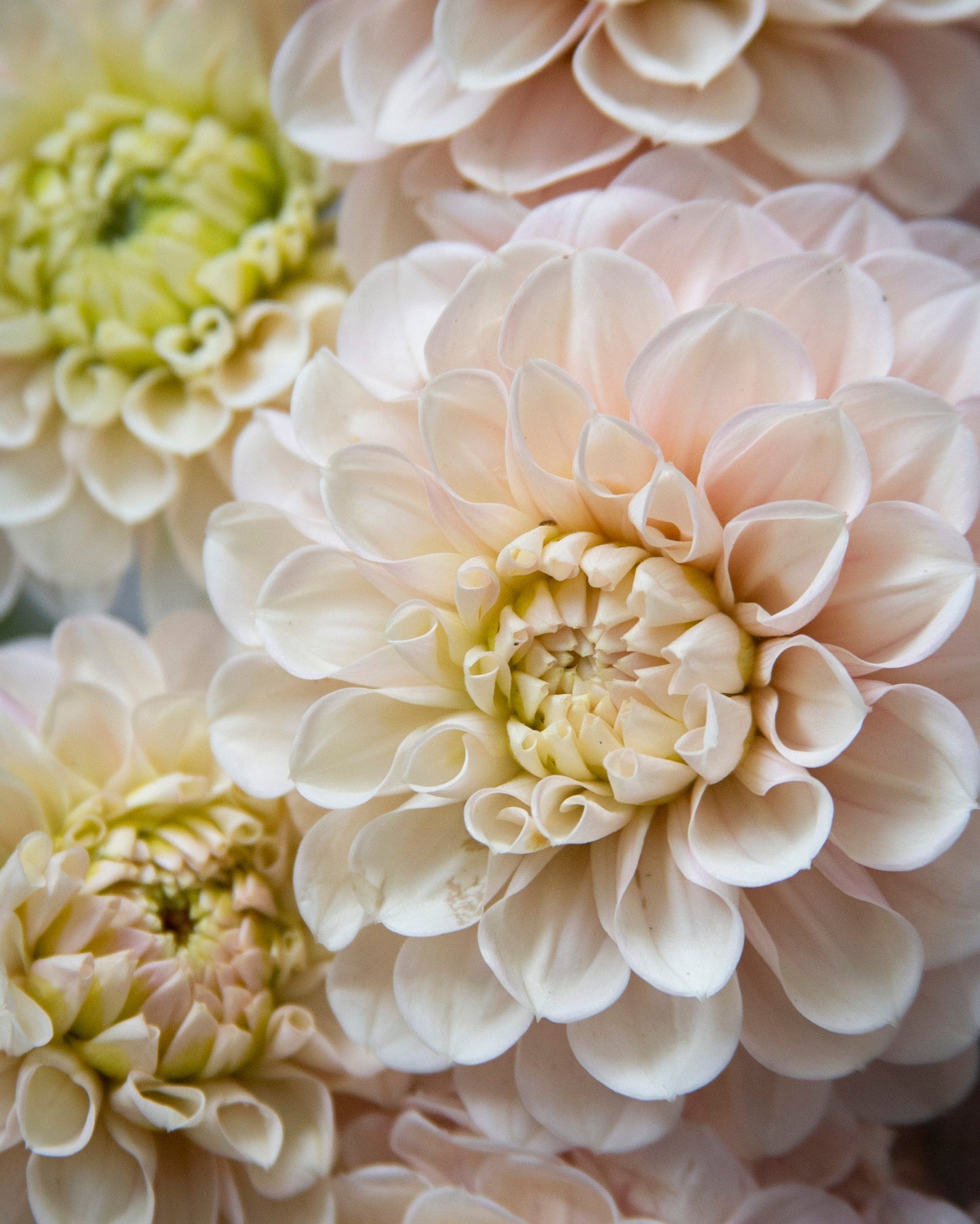 Close-up of pale blush and cream dahlia flowers filling the frame, with soft natural lighting and shallow depth of field.