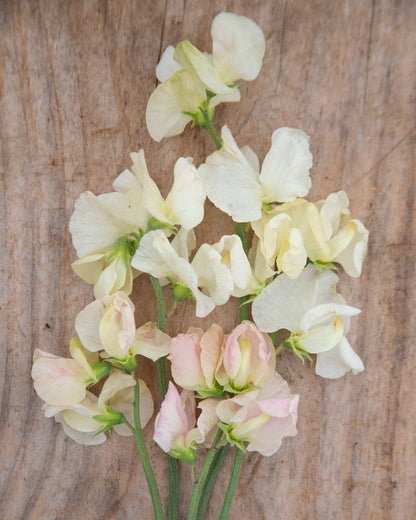 Sweet Pea Limelight