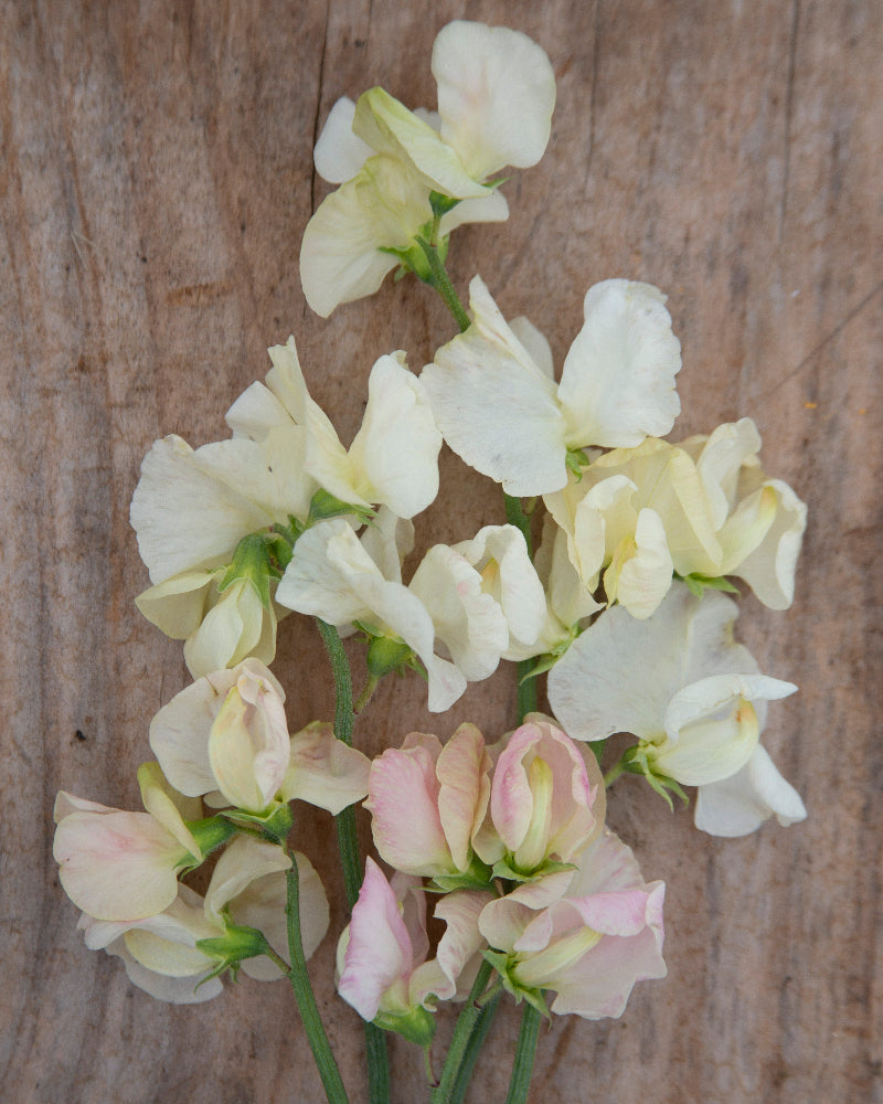 Sweet Pea Limelight