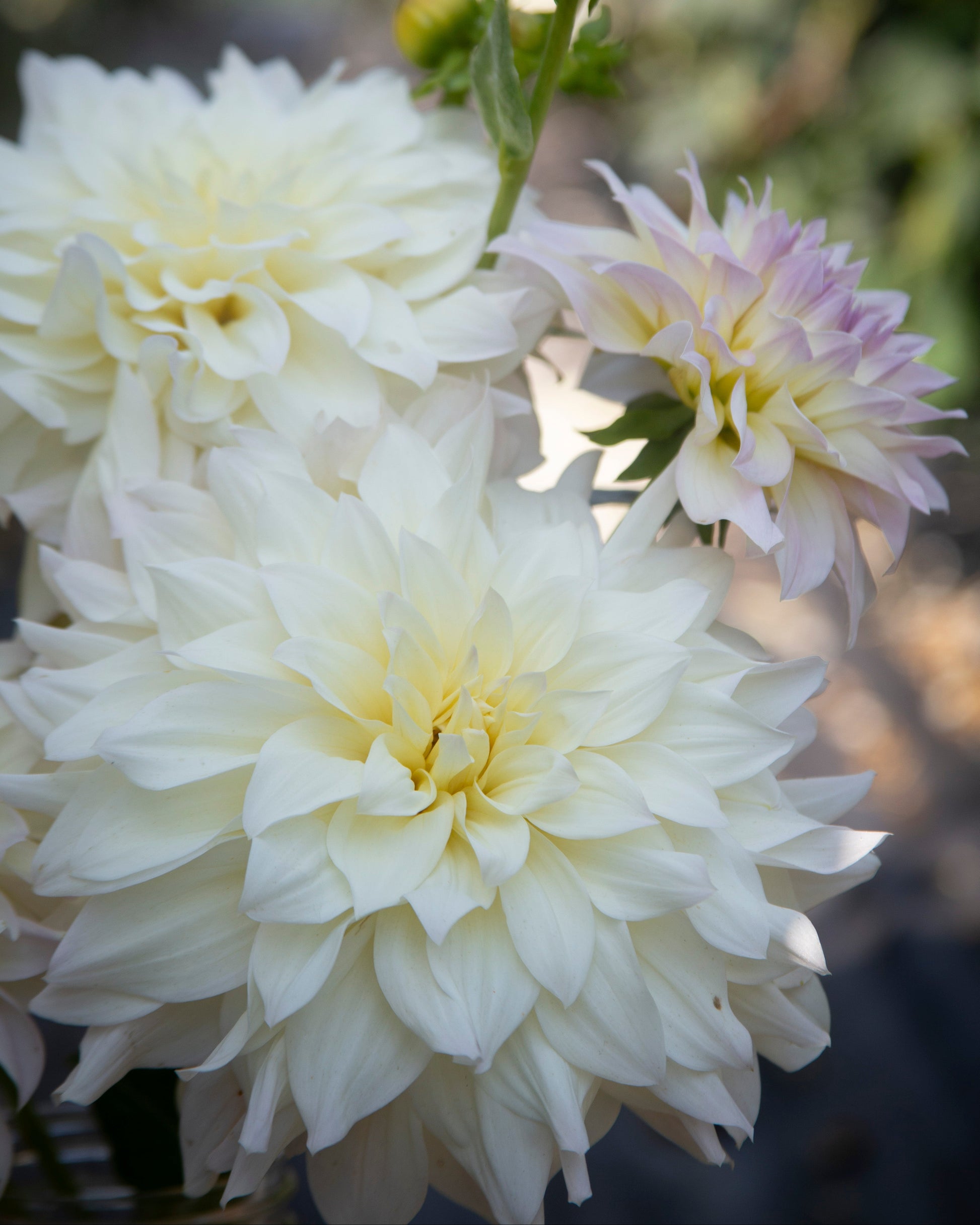 Close-up of white dahlia flowers with one pale lavender bud, photographed outdoors against a softly blurred green and gray background.