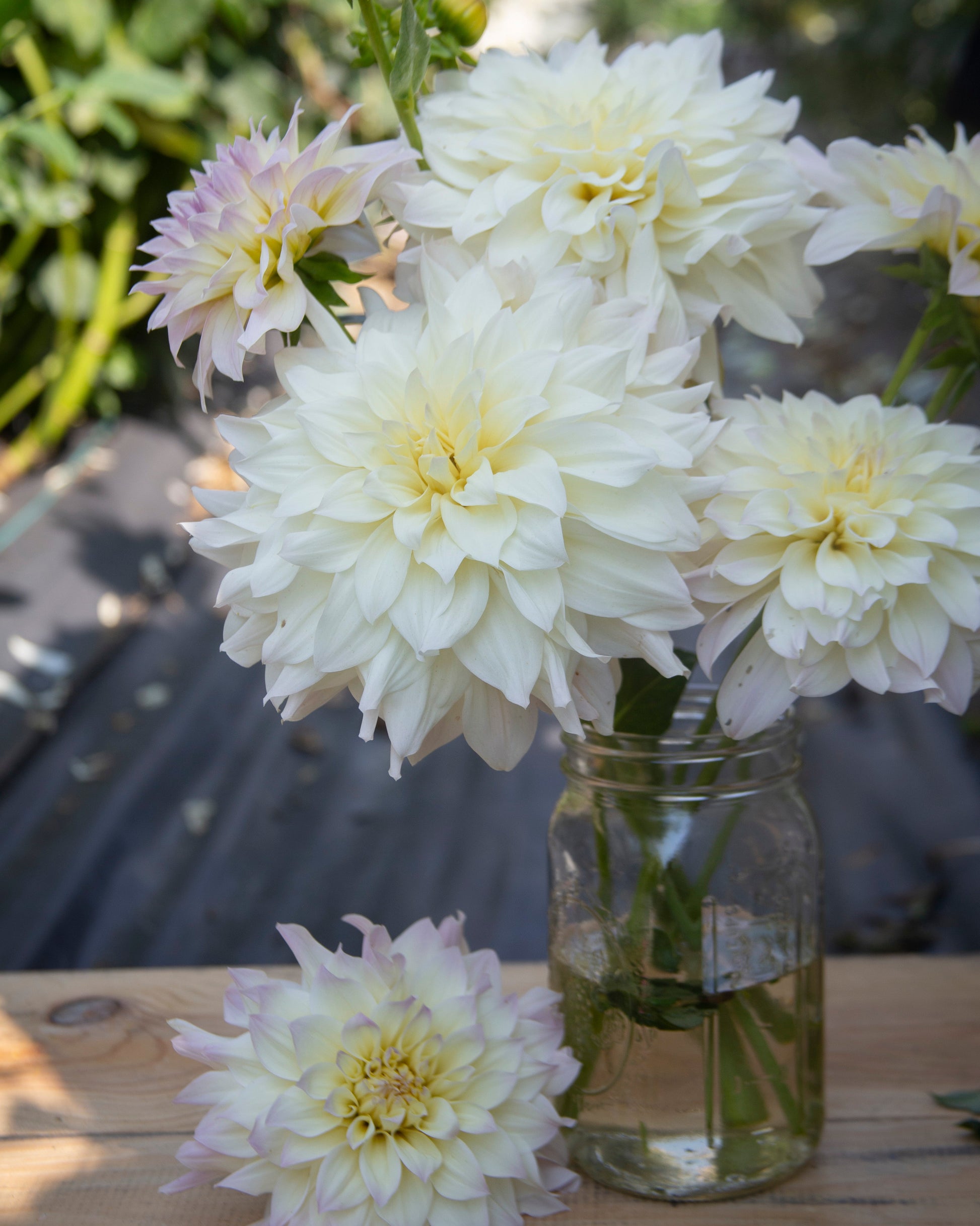 White dahlia flowers arranged in a clear glass jar on a wooden surface, with one flower placed in front and green foliage blurred in the background.