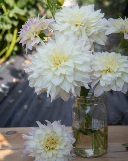 White dahlia flowers arranged in a clear glass jar on a wooden surface, with one flower placed in front and green foliage blurred in the background.