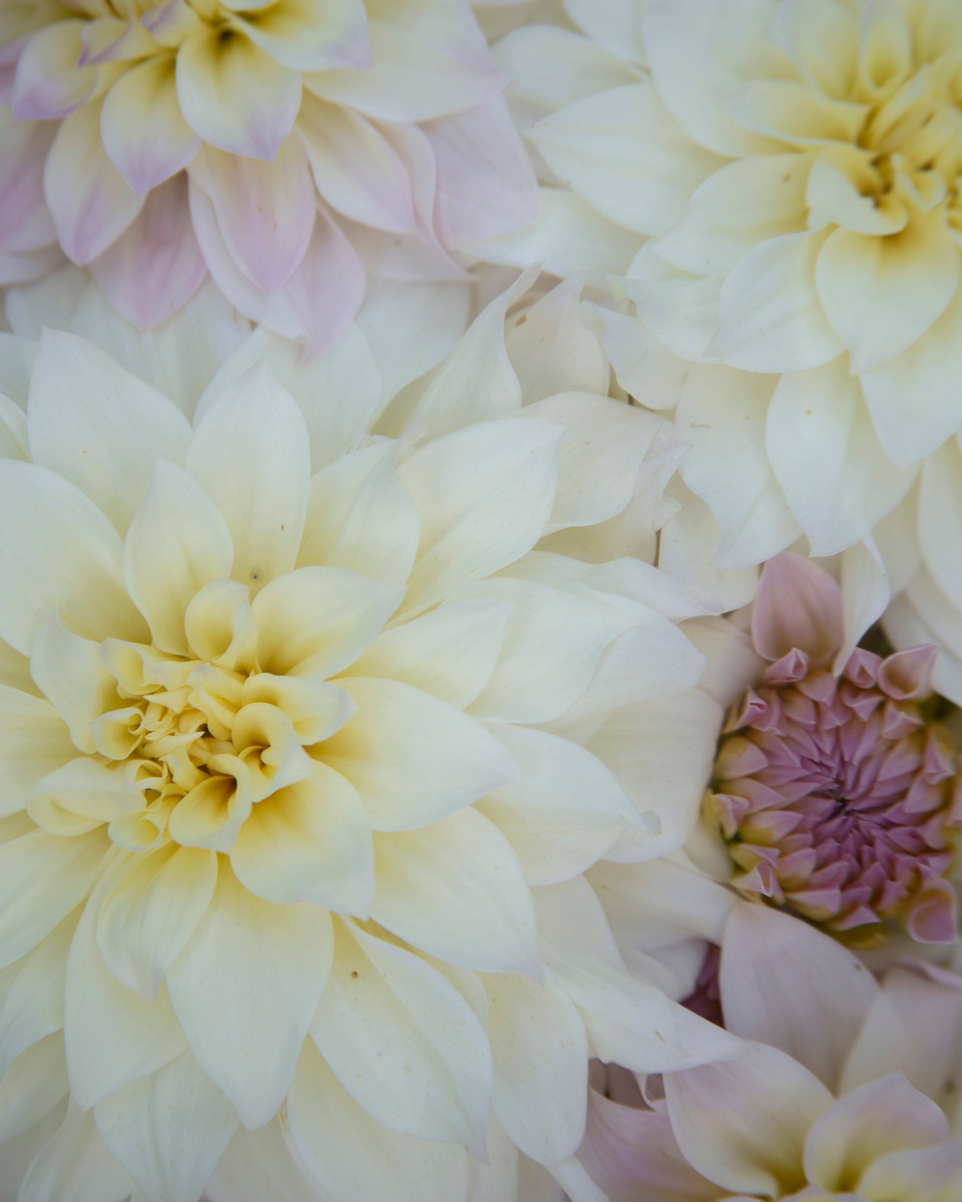 A close-up of large dahlia flowers in soft cream, pale yellow, and light lavender tones, filling the frame.