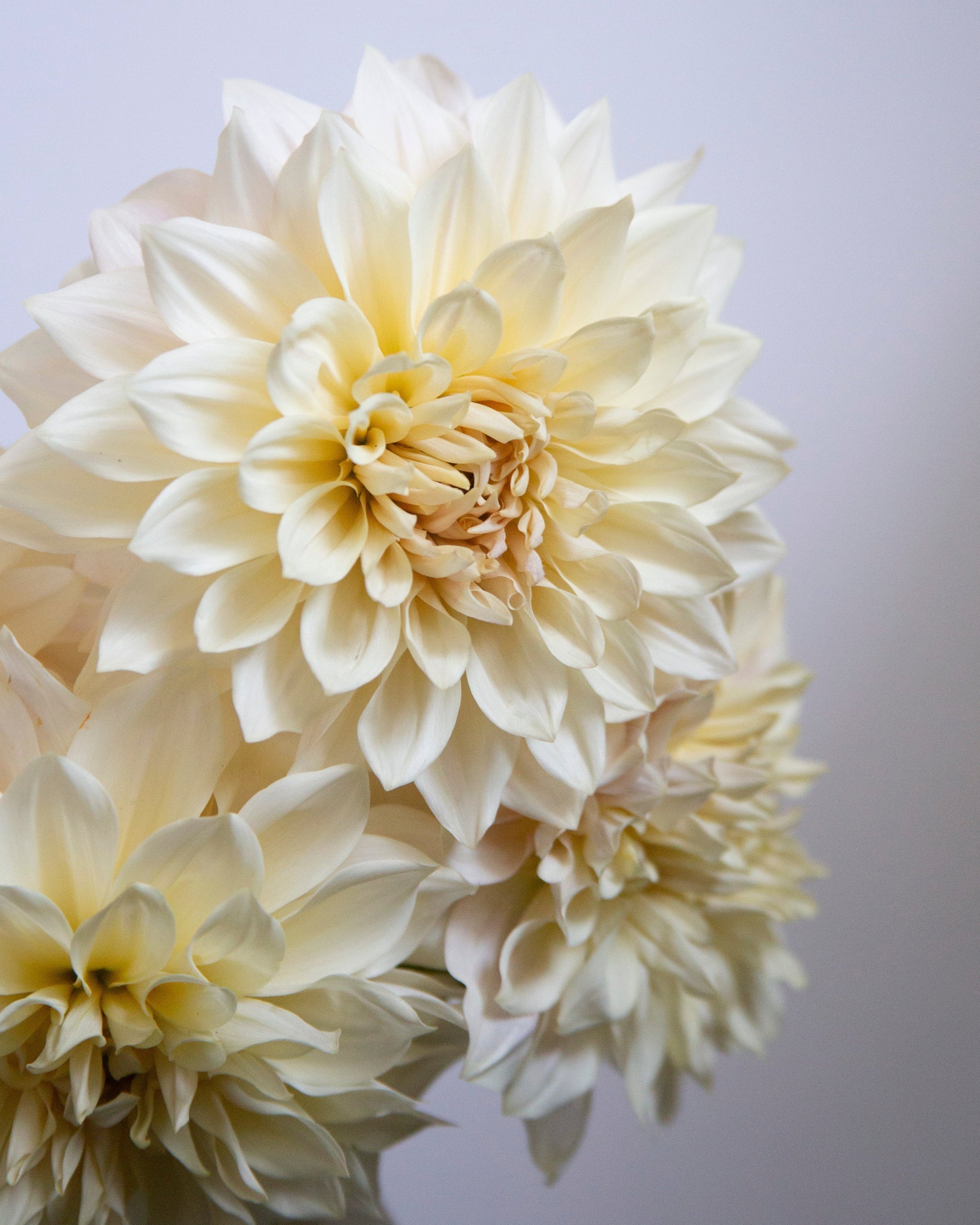 Creamy white dahlia flowers in full bloom, photographed close-up against a soft light gray background.