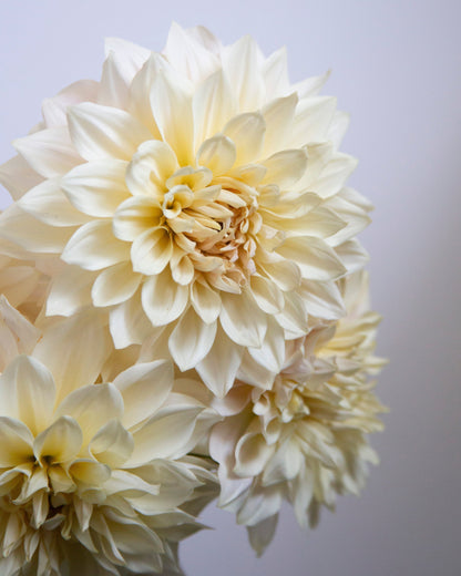 Creamy white dahlia flowers in full bloom, photographed close-up against a soft light gray background.