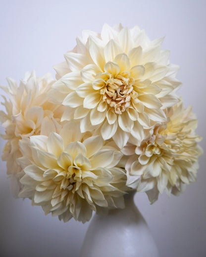 A bouquet of cream-colored dahlia flowers arranged in a white ceramic vase against a soft, light gray background.