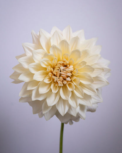 A single cream-colored dahlia flower with a yellow center and a green stem, photographed against a soft lavender-gray studio background.