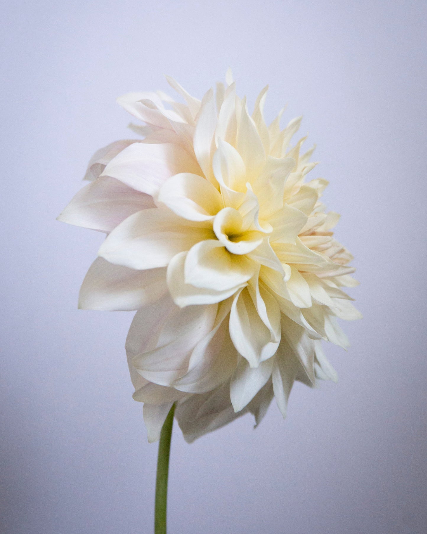 A single large cream-white dahlia flower with layered petals and a green stem, photographed against a soft light gray background.