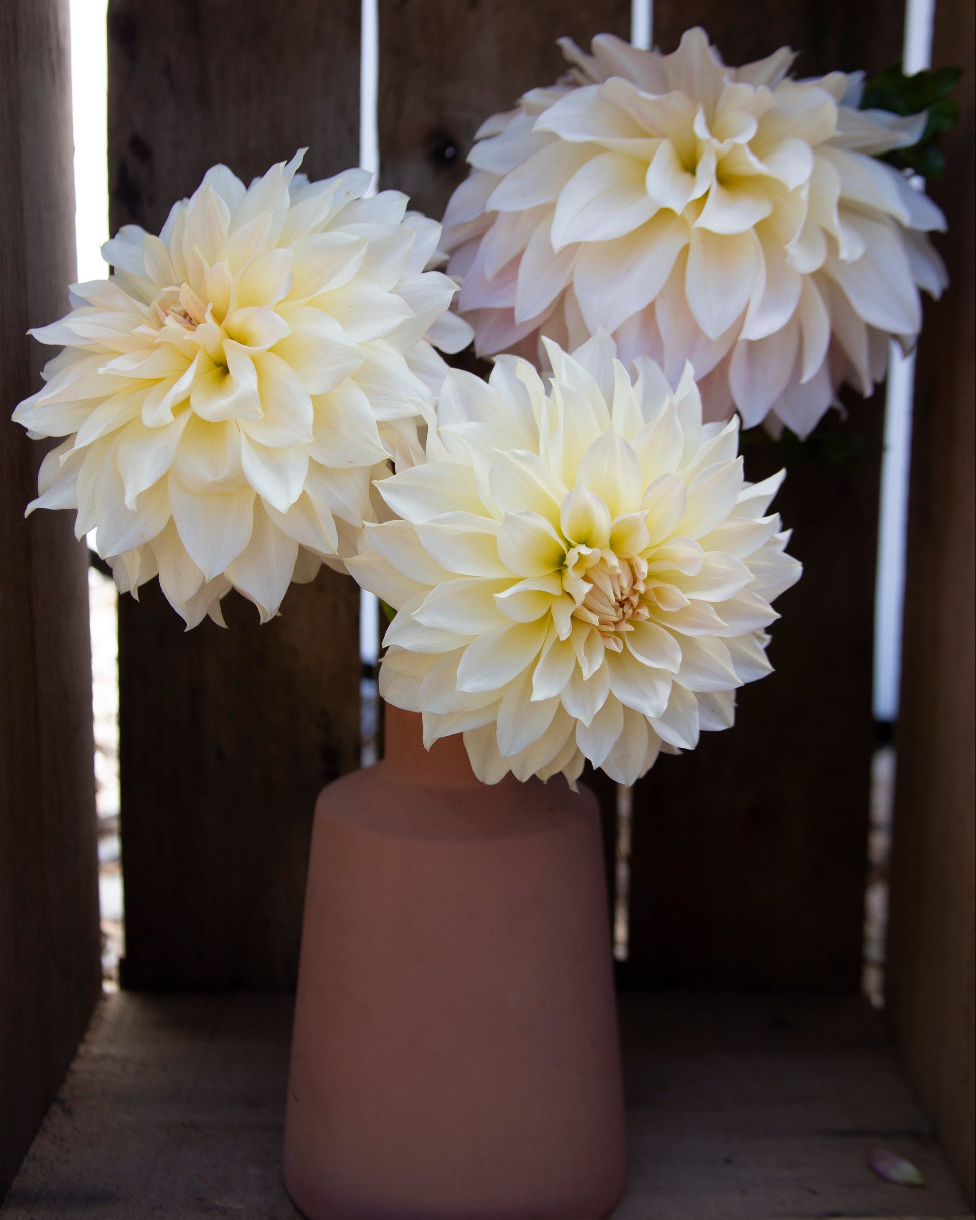 Three large cream-colored dahlia flowers arranged in a terracotta-colored ceramic vase, set against a rustic dark wood slatted background.