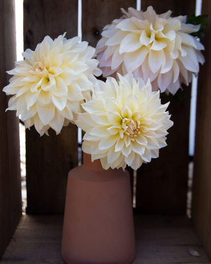 Three large cream-colored dahlia flowers arranged in a terracotta-colored ceramic vase, set against a rustic dark wood slatted background.
