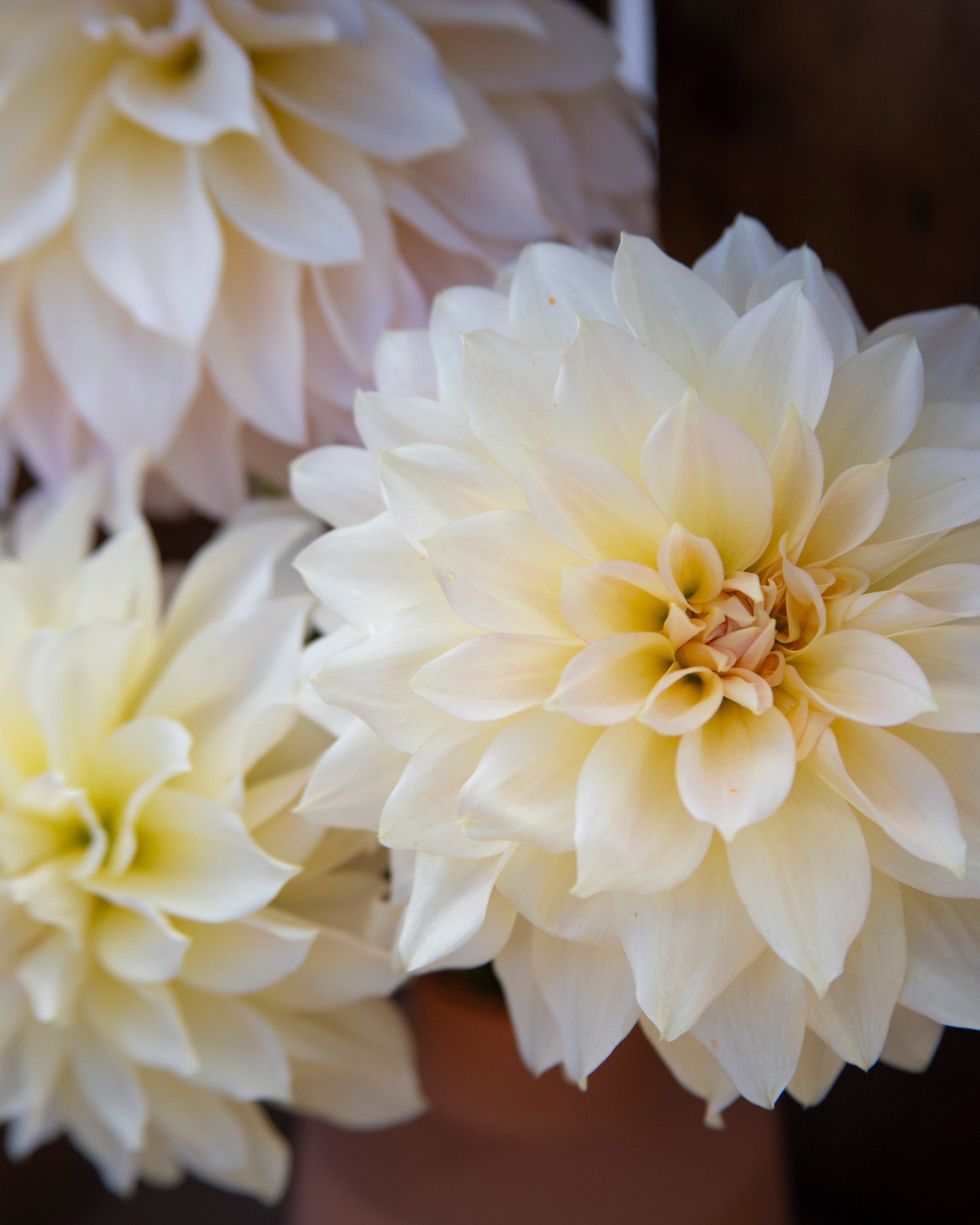 Cream and pale yellow dahlia flowers in a terracotta-colored pot against a dark, rustic wooden background.