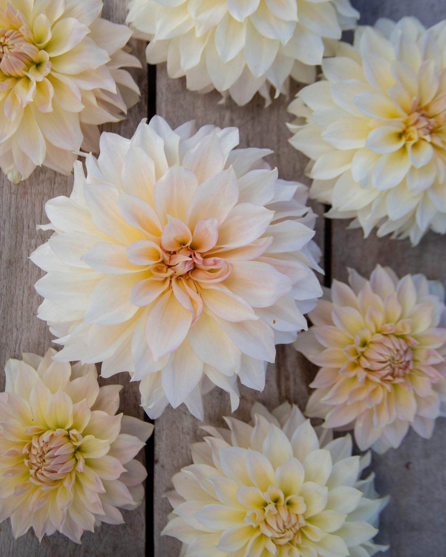 Cream and pale yellow dahlia flowers arranged on a rustic wooden surface.