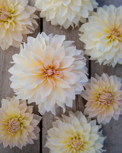 Cream and pale yellow dahlia flowers arranged on a rustic wooden surface.