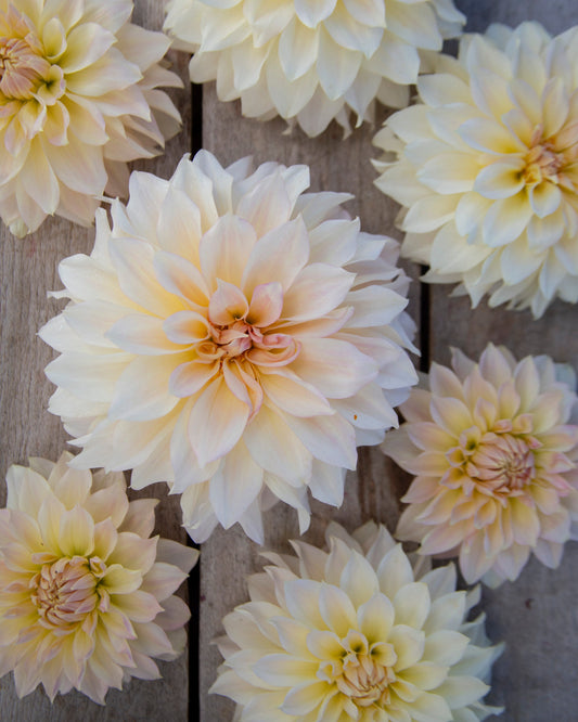 Cream and pale yellow dahlia flowers arranged on a rustic wooden surface.