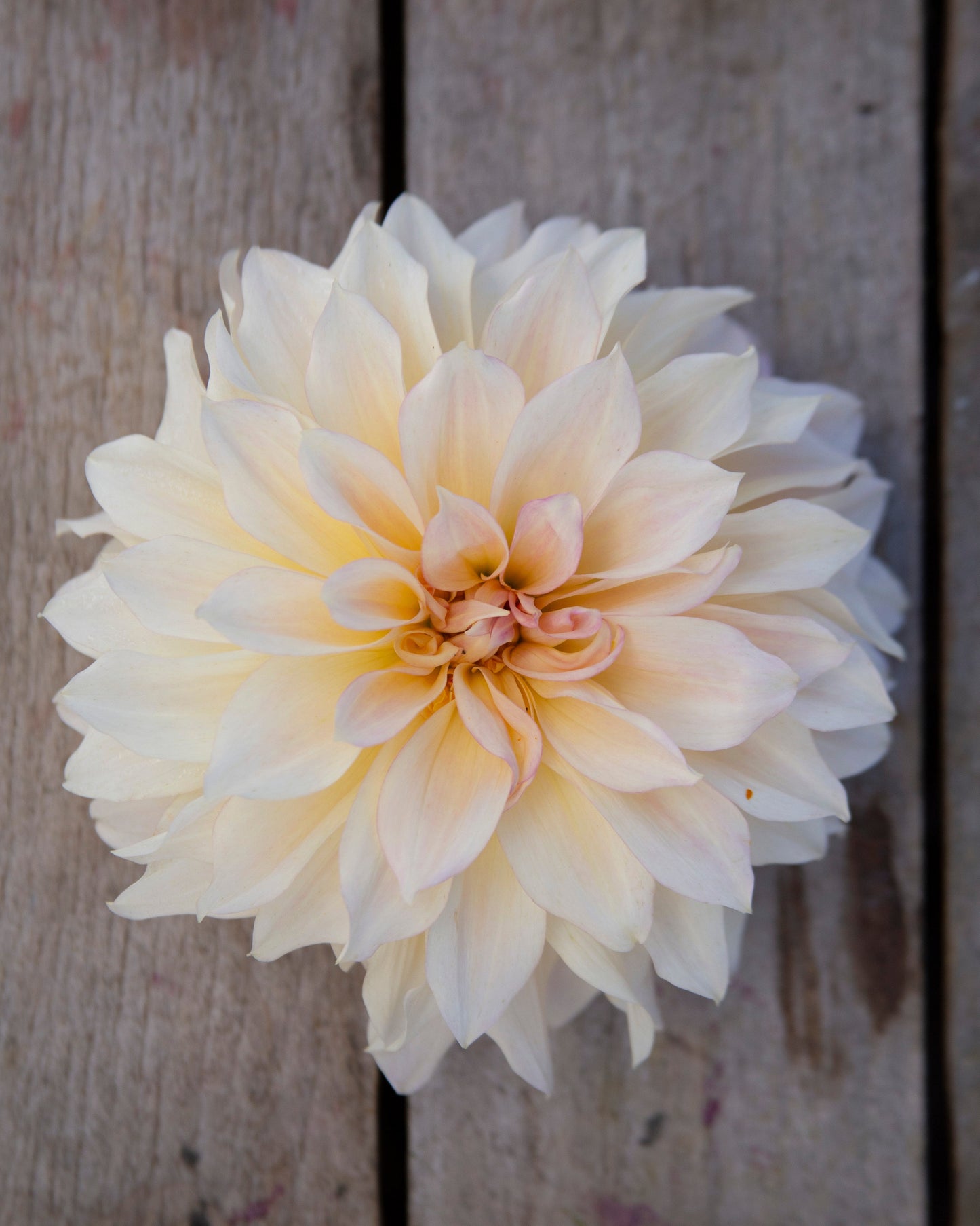 A single pale cream dahlia flower centered on weathered gray wooden planks, with partial flowers visible at the left, right, and top edges.