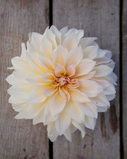 A single pale cream dahlia flower centered on weathered gray wooden planks, with partial flowers visible at the left, right, and top edges.